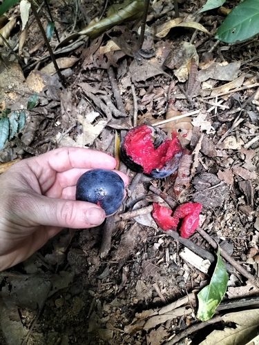 Davidsonia pruriens (Davidson’s plum) — photo