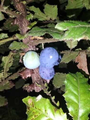 Davidsonia pruriens (Davidson’s plum) — photo