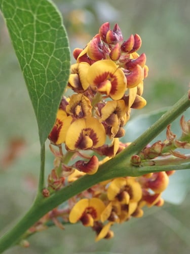 Daviesia latifolia