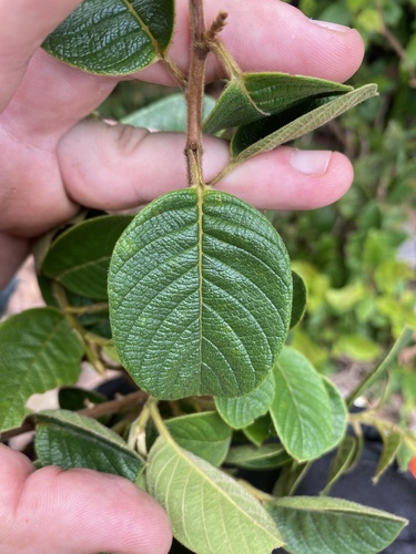 Davilla kunthii — photo