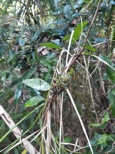 Davilla kunthii — photo