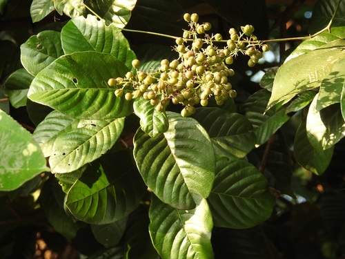 Davilla kunthii
