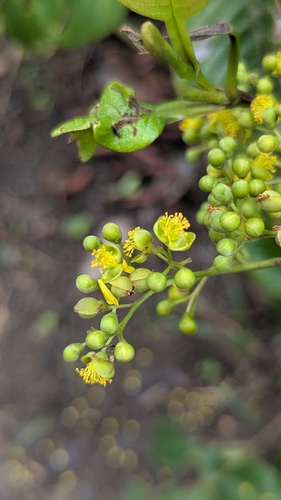 Davilla nitida — photo