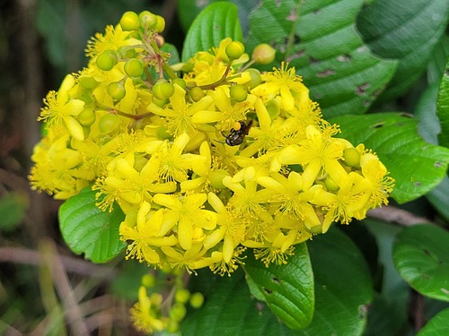 Davilla nitida