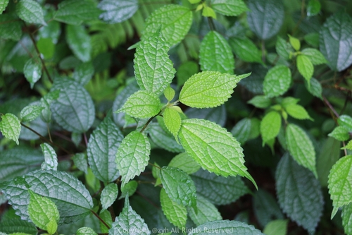Debregeasia edulis (Water hemp) — photo