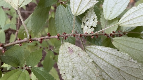 Debregeasia edulis (Water hemp) — photo