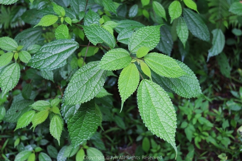 Debregeasia edulis
