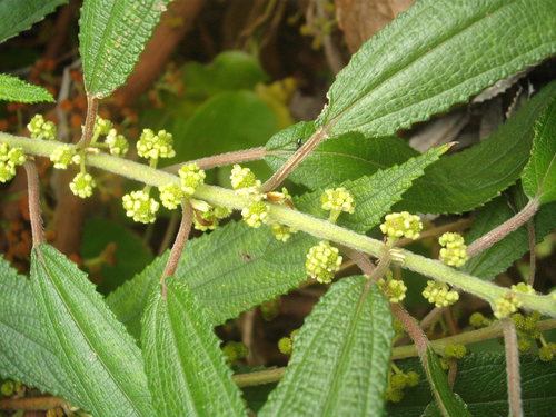 Debregeasia longifolia (Long-leaved water hemp) — photo