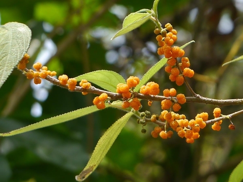 Debregeasia longifolia (Long-leaved water hemp) — photo