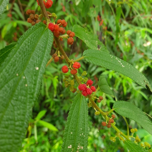 Debregeasia longifolia