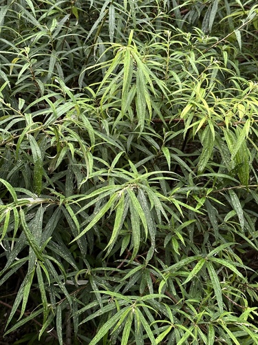 Debregeasia orientalis — photo