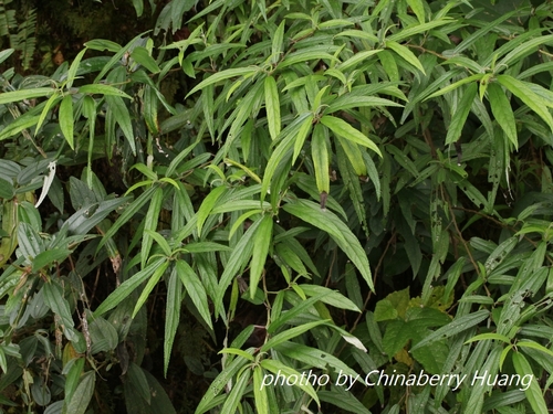 Debregeasia orientalis — photo