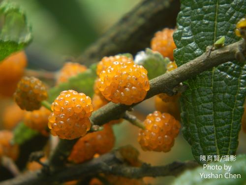 Debregeasia orientalis