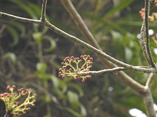 Debregeasia wallichiana