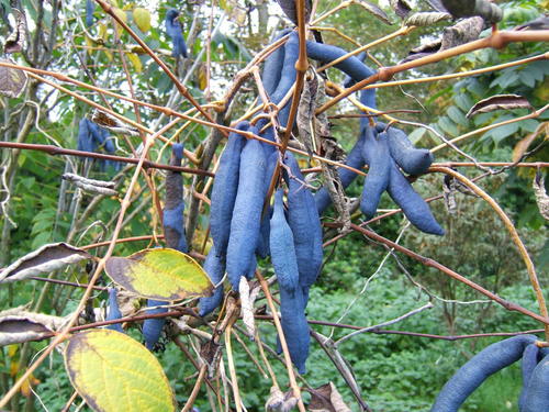 Decaisnea fargesii (Blue bean shrub) — photo