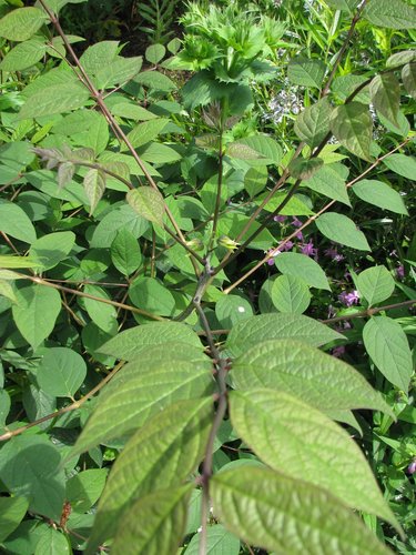 Decaisnea fargesii (Blue bean shrub) — photo