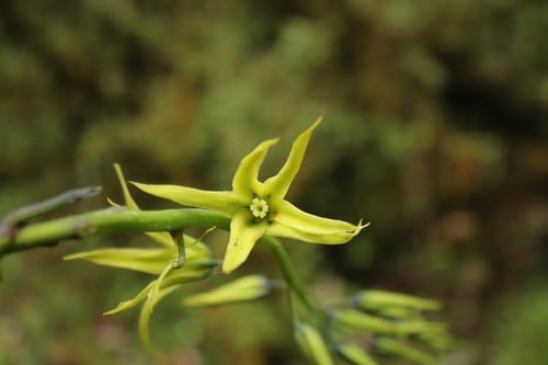 Decaisnea insignis