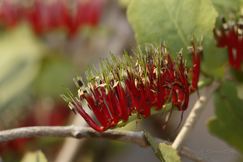 Decaisnina signata (Mistletoe) — photo