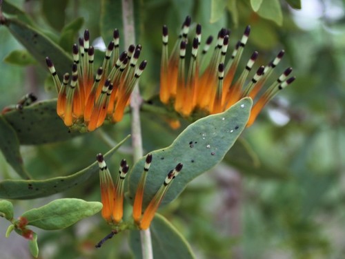 Decaisnina signata