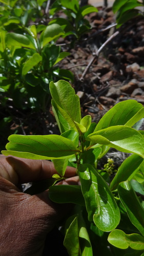 Decalepis hamiltonii (Swallowroot) — photo