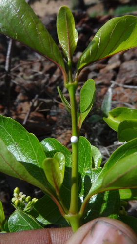 Decalepis hamiltonii (Swallowroot) — photo