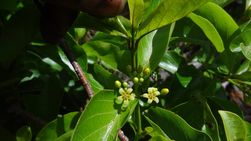 Decalepis hamiltonii