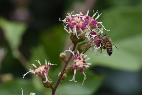 Decaneuropsis cumingiana — photo