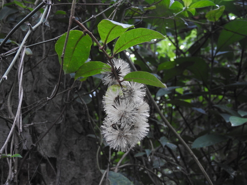 Decaneuropsis cumingiana — photo