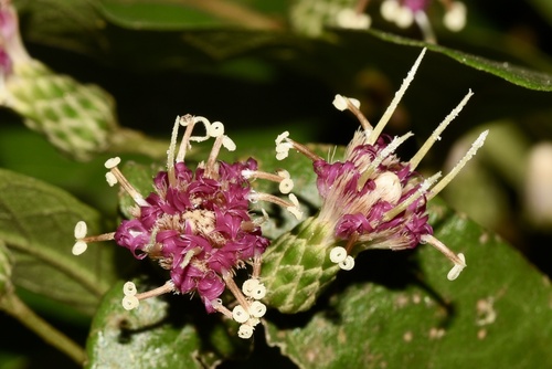 Decaneuropsis cumingiana