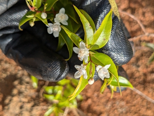 Decaspermum fruticosum (Shrubby decaspermum) — photo