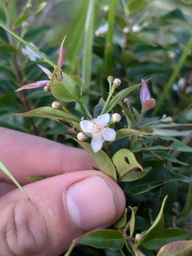 Decaspermum fruticosum (Shrubby decaspermum) — photo