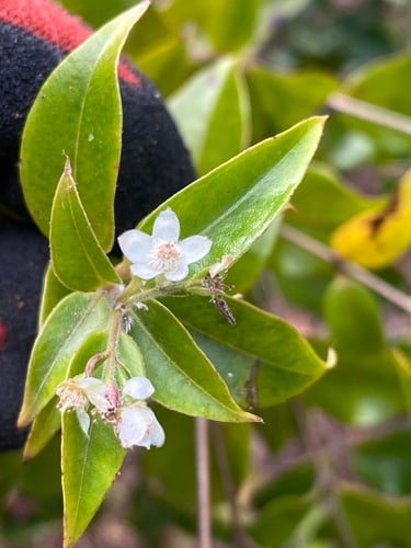 Decaspermum fruticosum