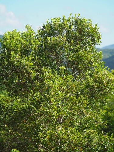 Decaspermum gracilentum (Kauja) — photo