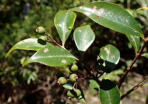 Decaspermum gracilentum (Kauja) — photo