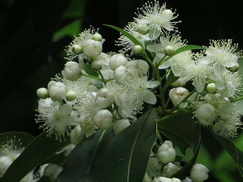 Decaspermum humile
