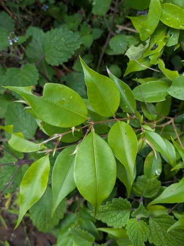 Decaspermum humile (Silky myrtle) — photo
