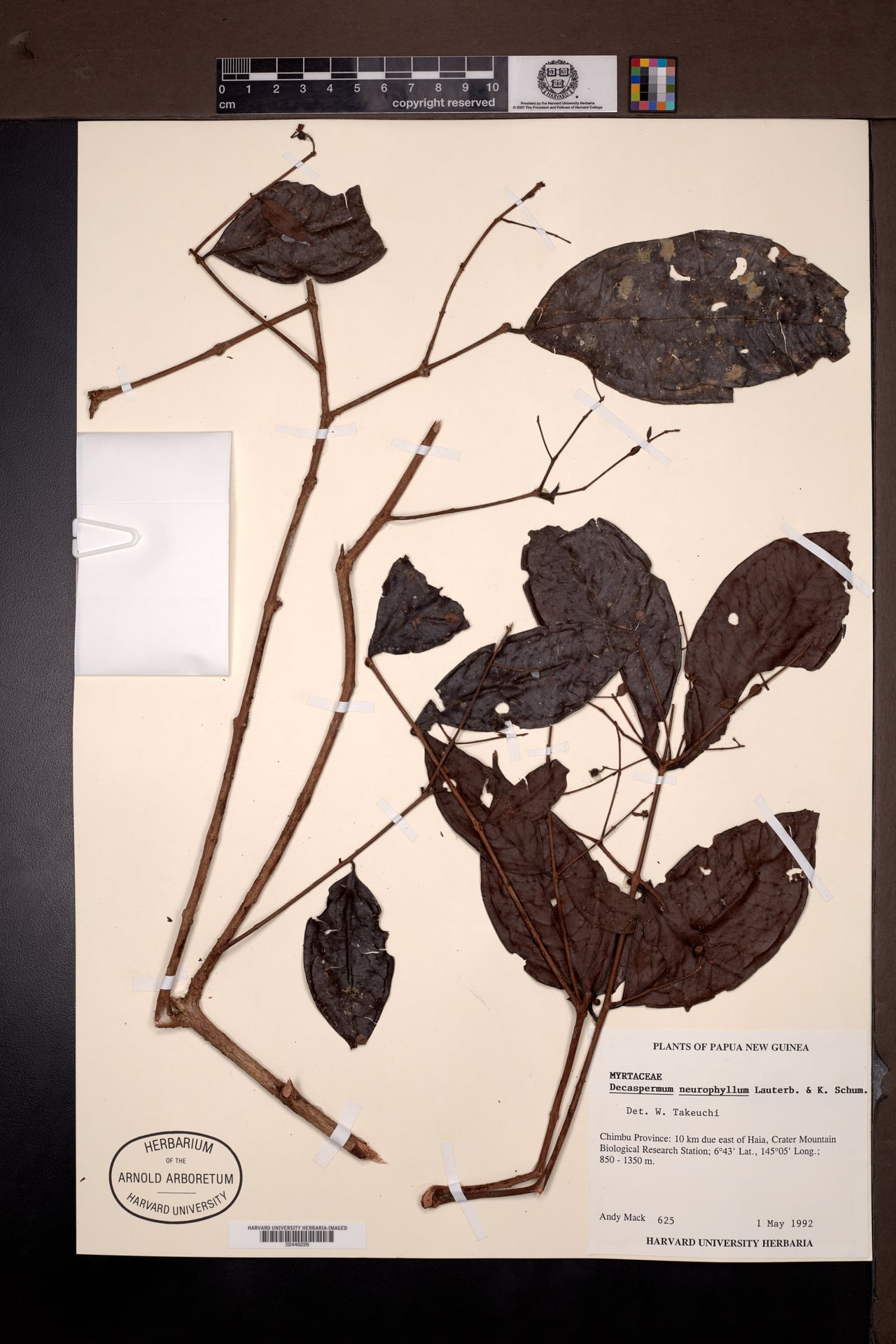 Decaspermum neurophyllum — photo