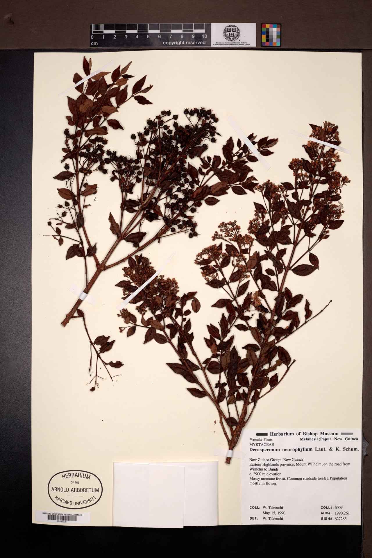 Decaspermum neurophyllum — photo