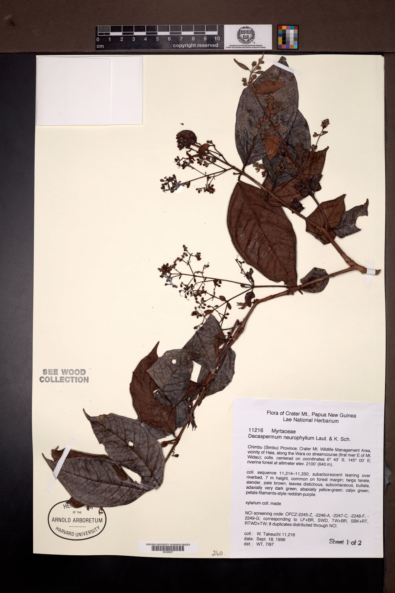 Decaspermum neurophyllum