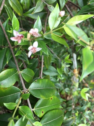 Decaspermum parviflorum (Silky Myrtle) — photo