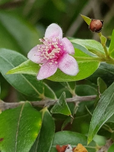 Decaspermum parviflorum
