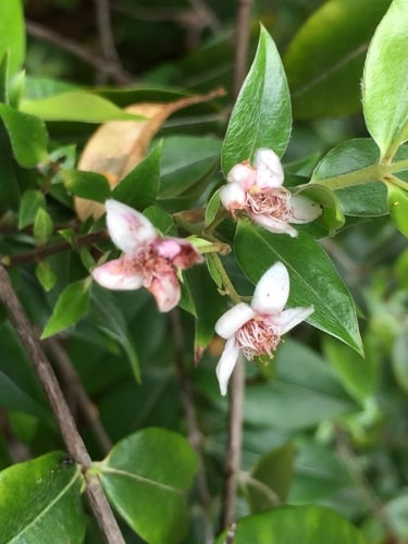 Decaspermum parviflorum (Silky Myrtle) — photo