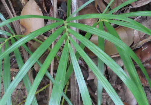 Deckenia nobilis (Palmiste) — photo