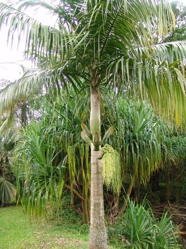 Deckenia nobilis