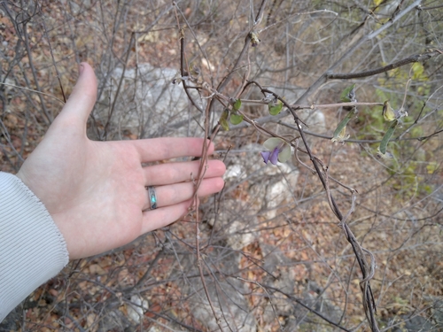 Decorsea schlechteri — photo