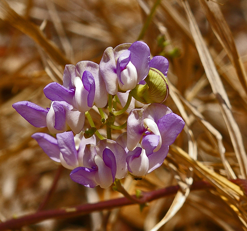 Decorsea schlechteri