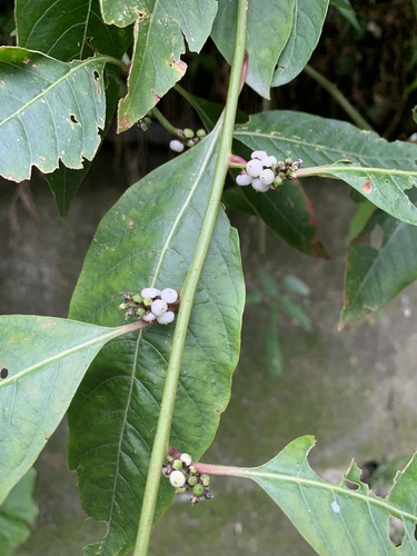 Deeringia polysperma (Bayambang) — photo