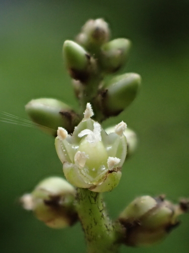 Deeringia polysperma