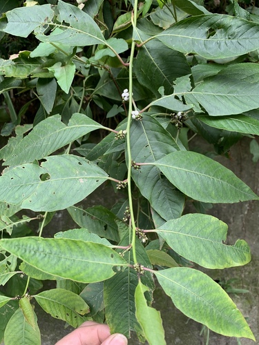 Deeringia polysperma (Bayambang) — photo