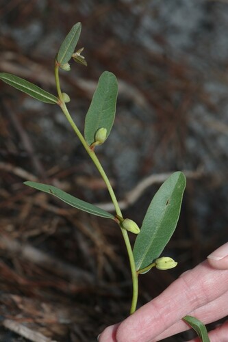 Deeringothamnus rugelii